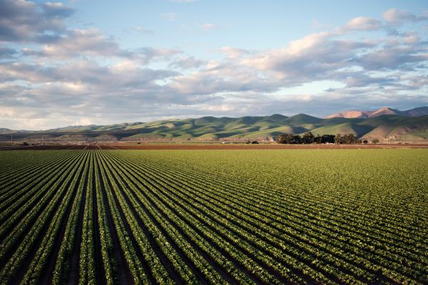 The Growing Significance of Sustainable Agriculture in Africa